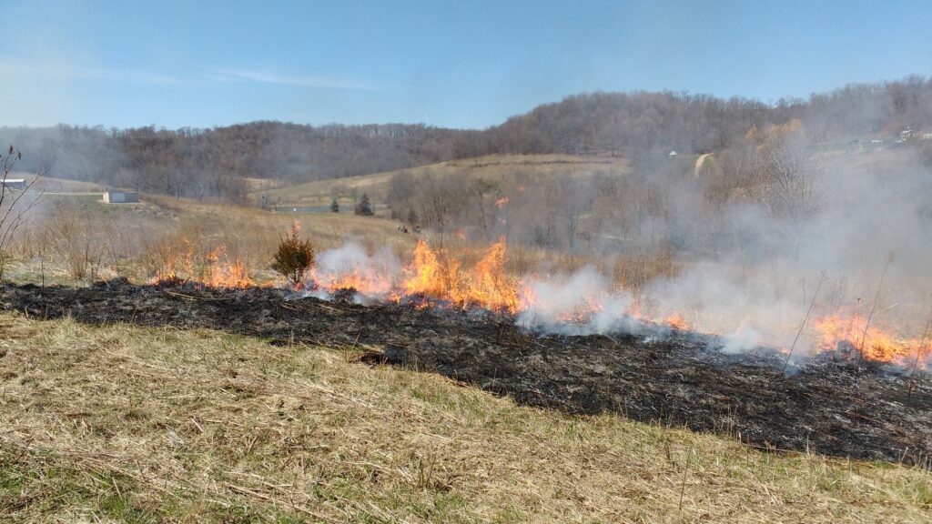 Picture of gras fire