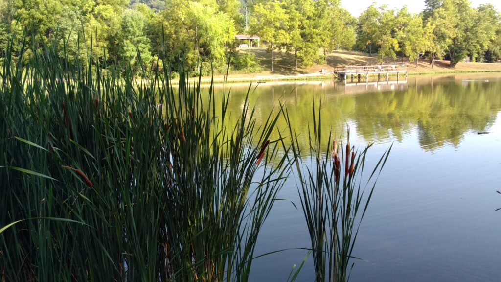 Pond pictures