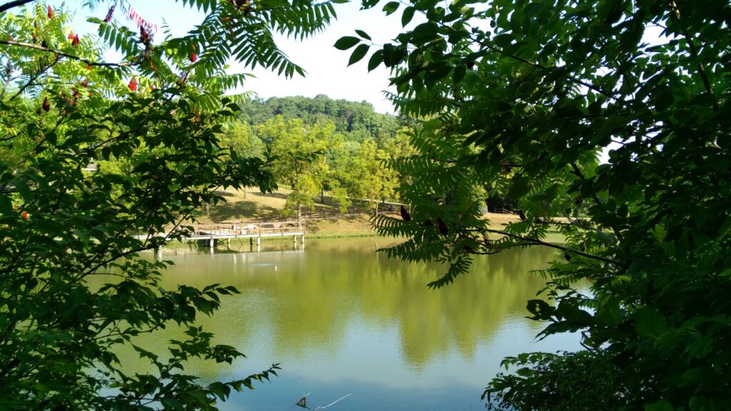 Pond pictures