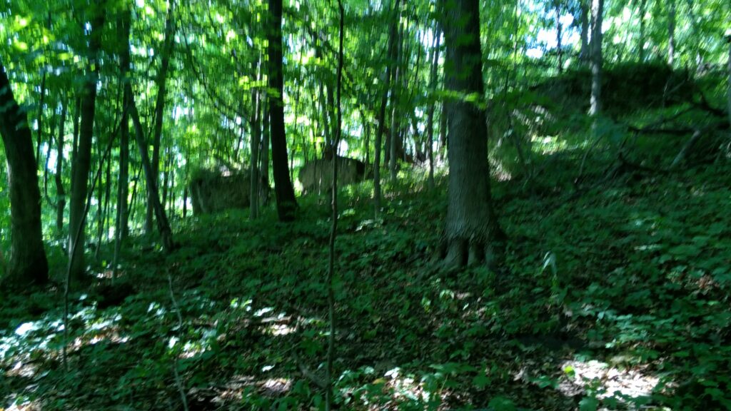 Picture of trees