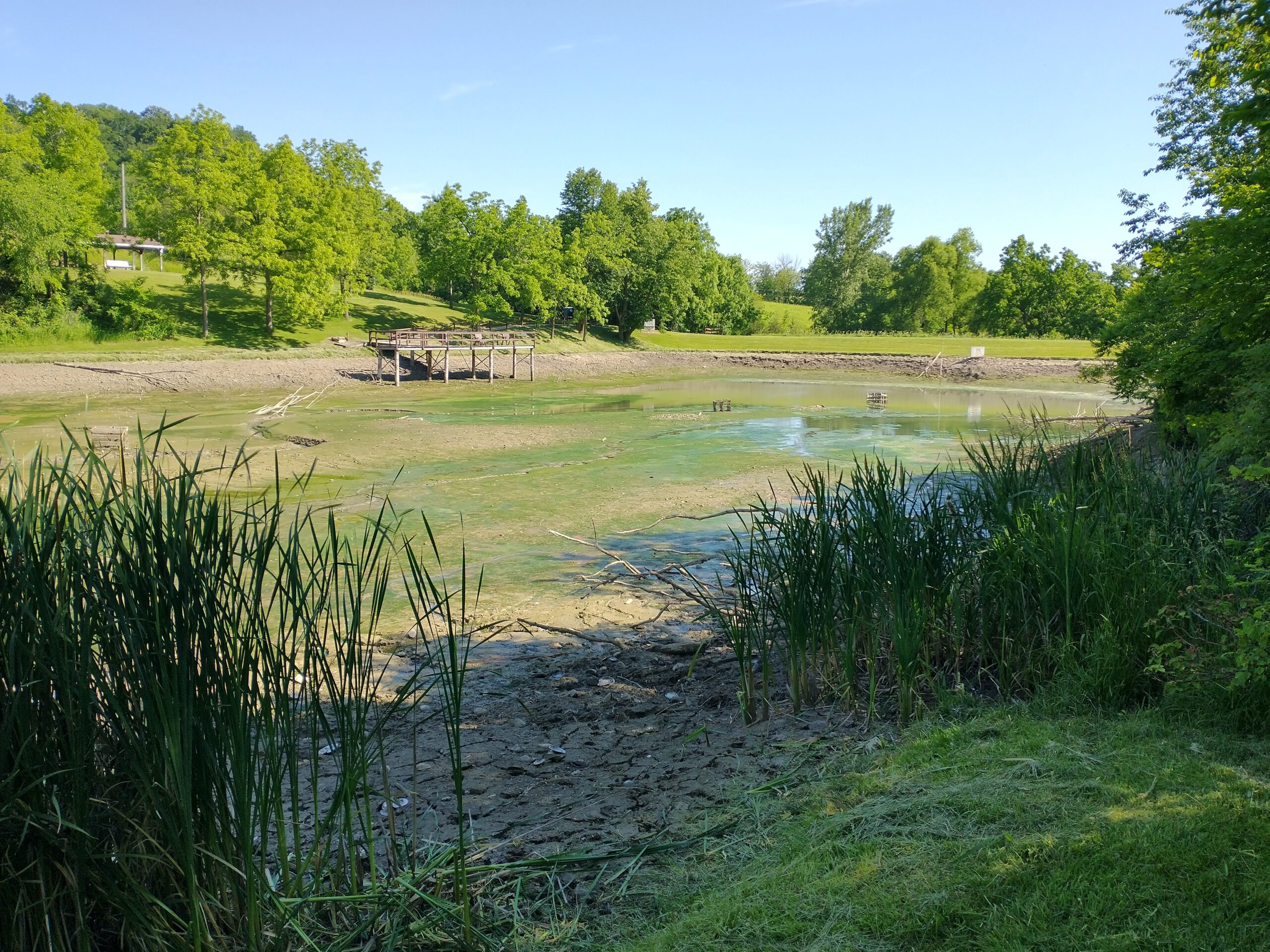View of drained pond.