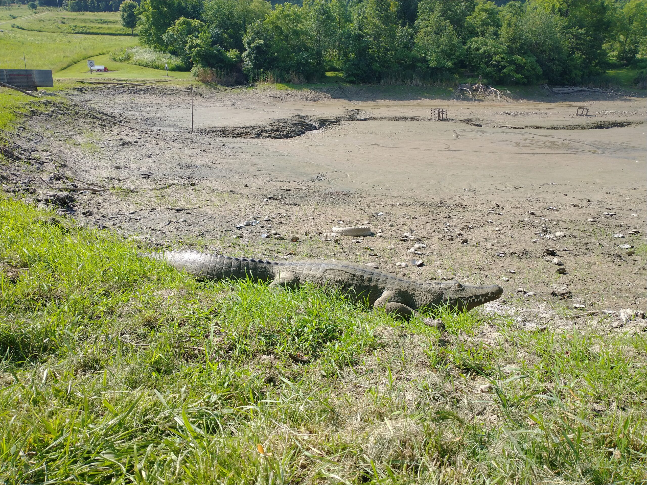 Picture of alligator