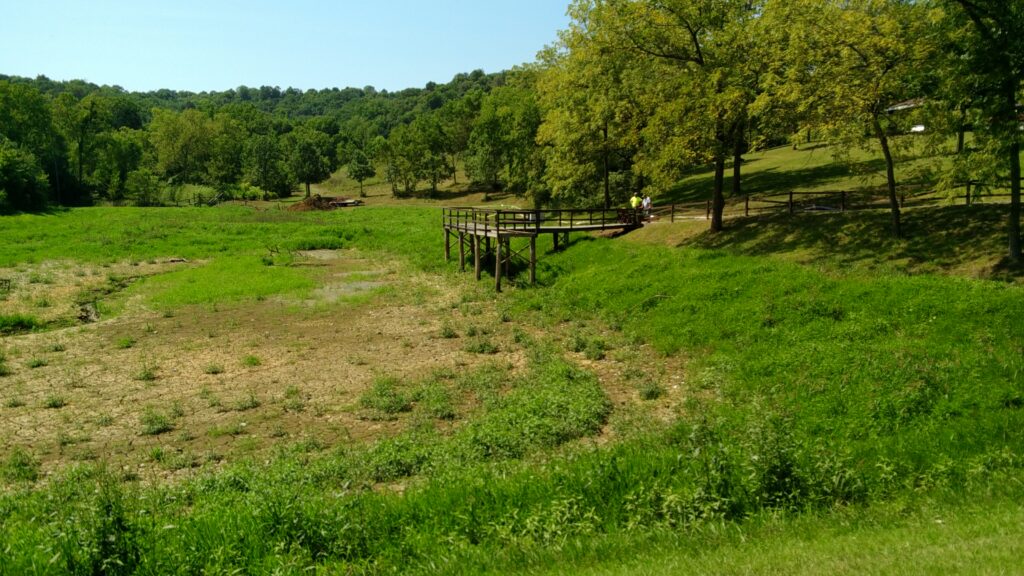 Grass in pond area