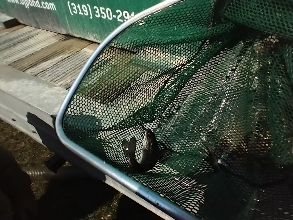 Nice bass