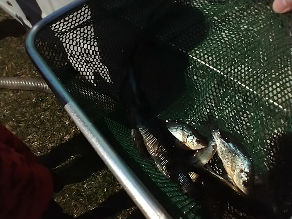 Nice bluegill